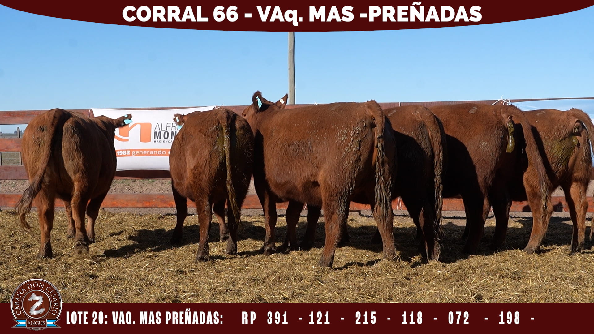 Vaquillonas MAS · Corral 66 · Lote 20
