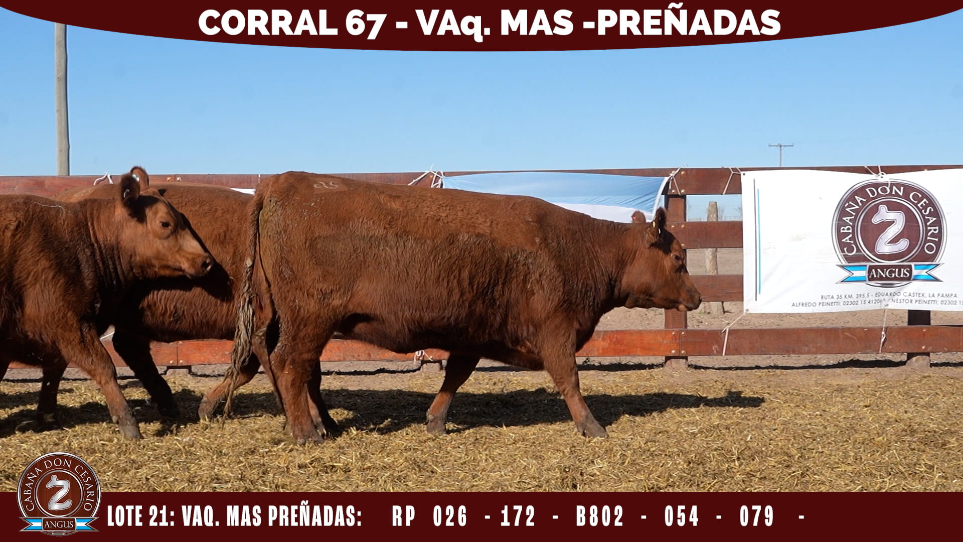 Vaquillonas MAS · Corral 67 · Lote 21