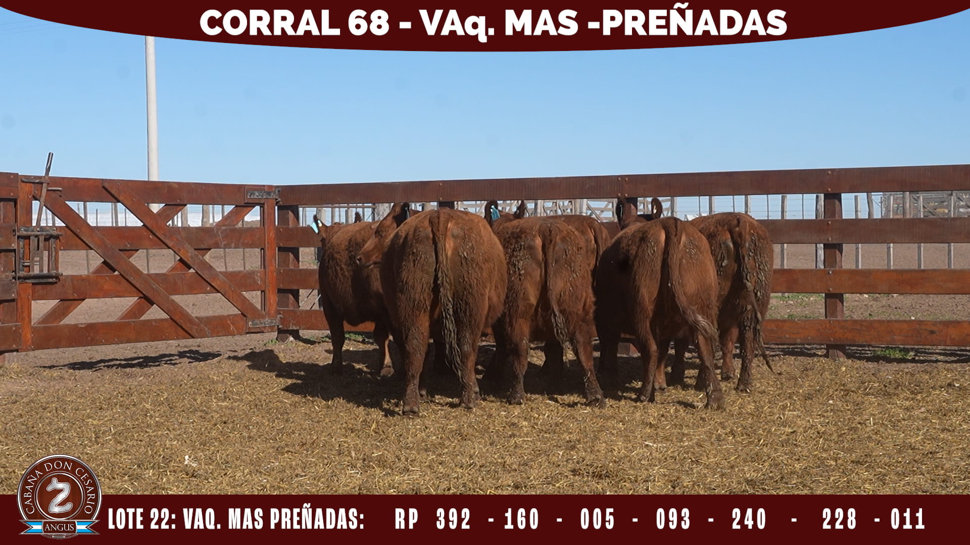 Vaquillonas MAS · Corral 68 · Lote 22