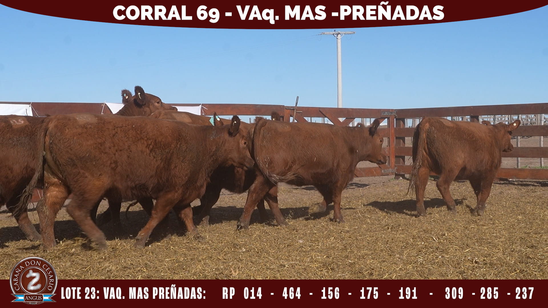 Vaquillonas MAS · Corral 69 · Lote 23