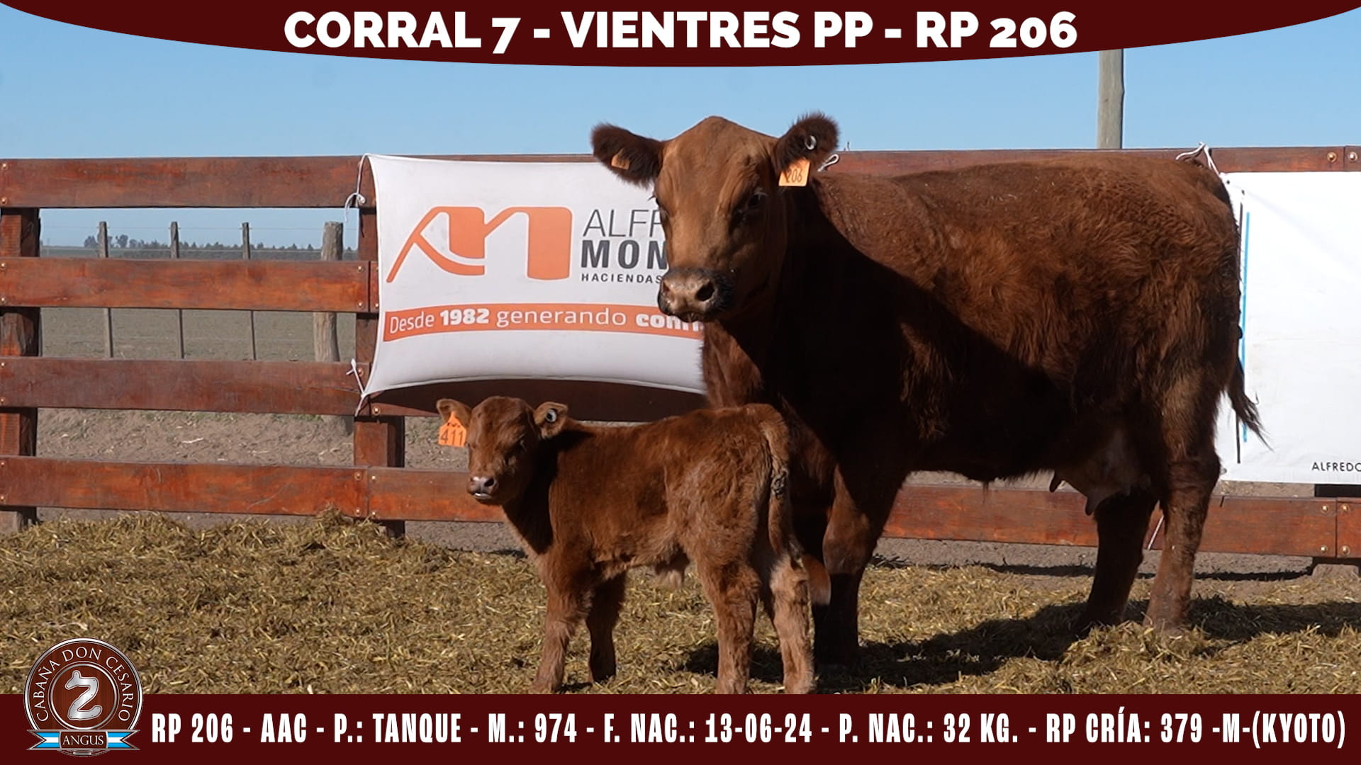 Vientre PP · RP 206 · Tanque · 974 · Corral 7