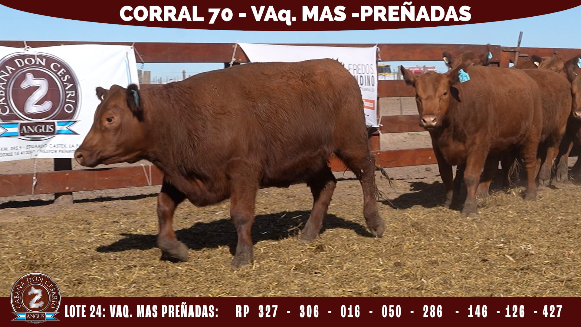 Vaquillonas MAS · Corral 70 · Lote 24