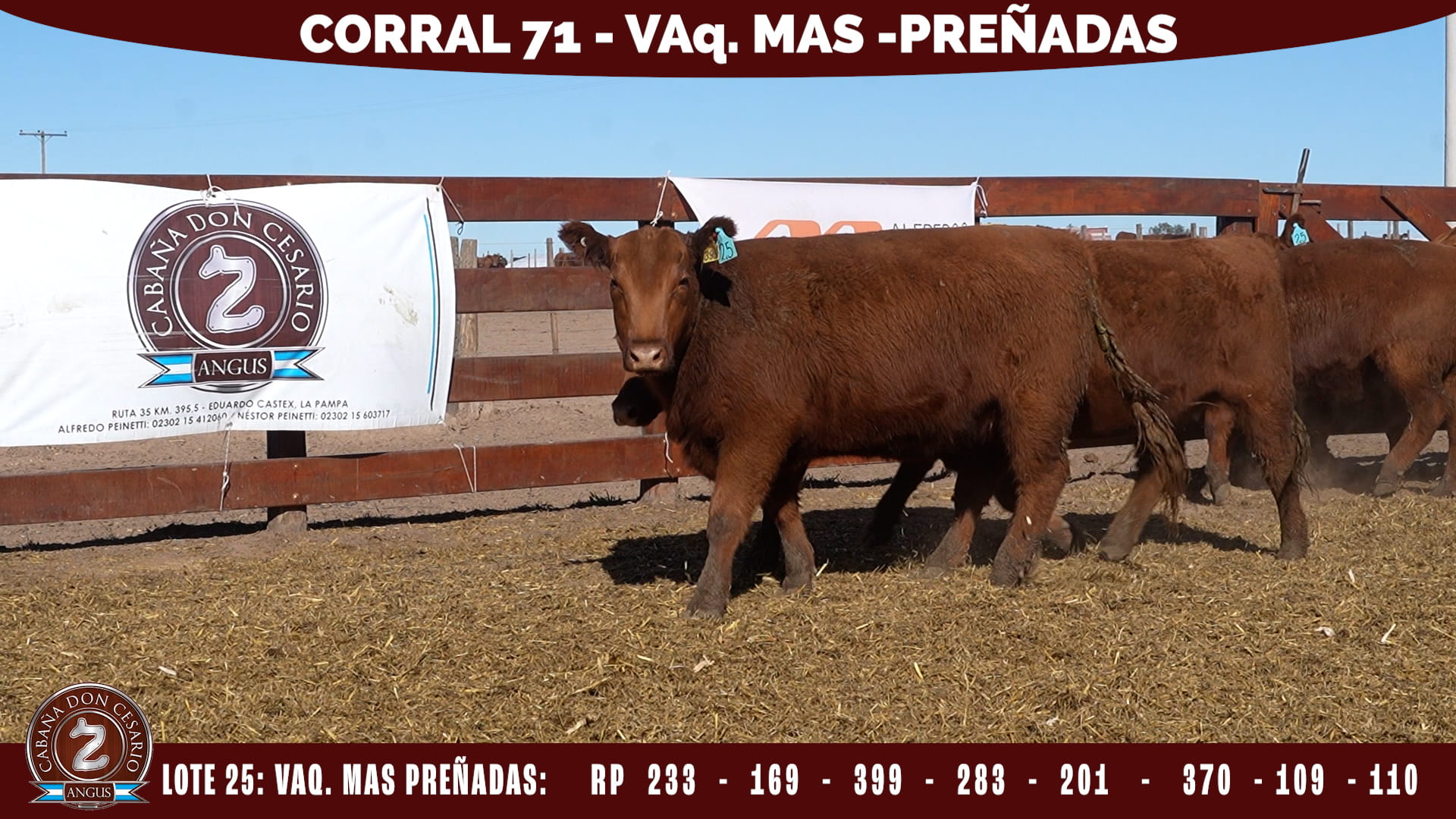 Vaquillonas MAS · Corral 71 · Lote 25