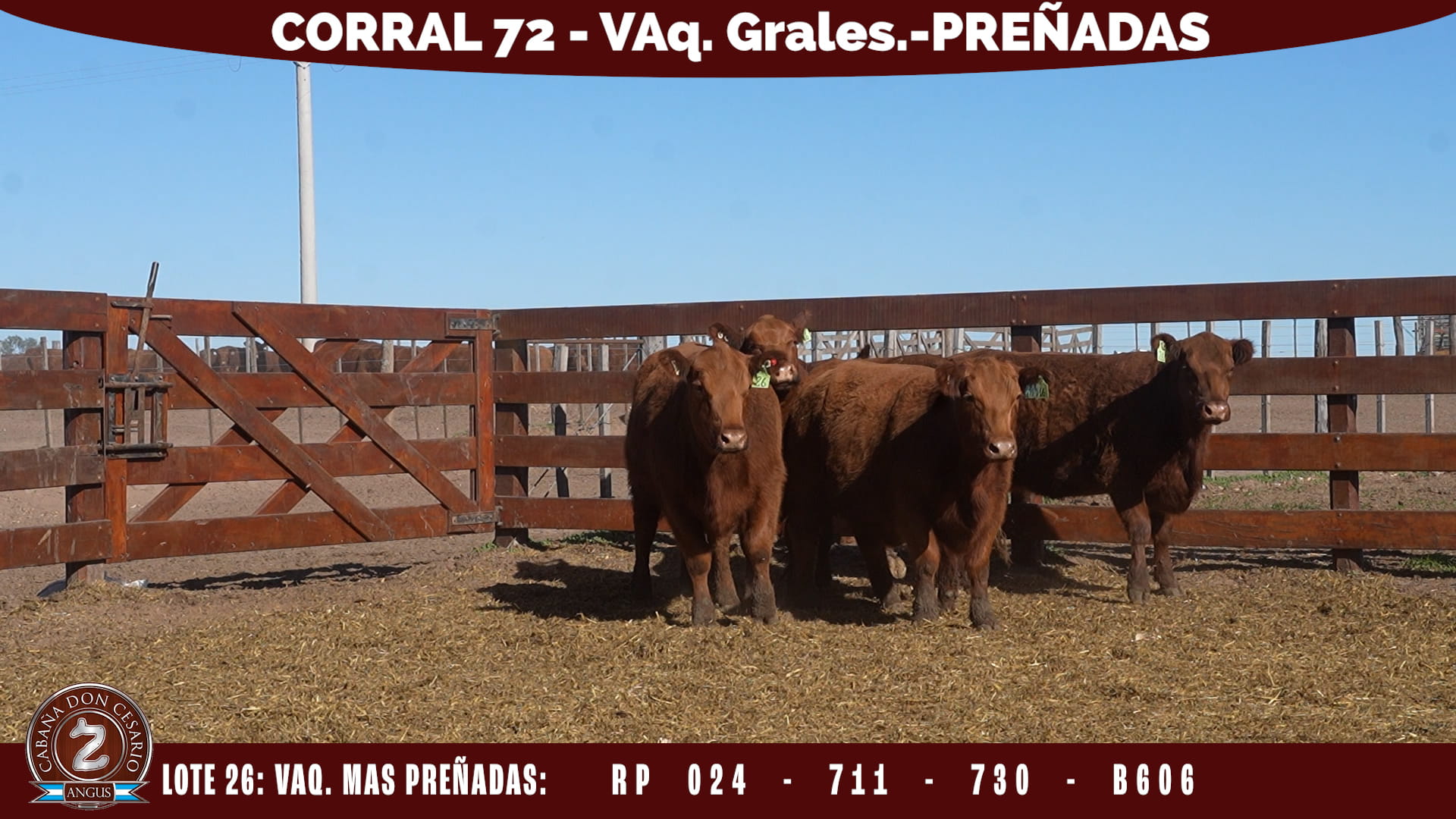 Vientres Generales · Corral 72 · Lote 26