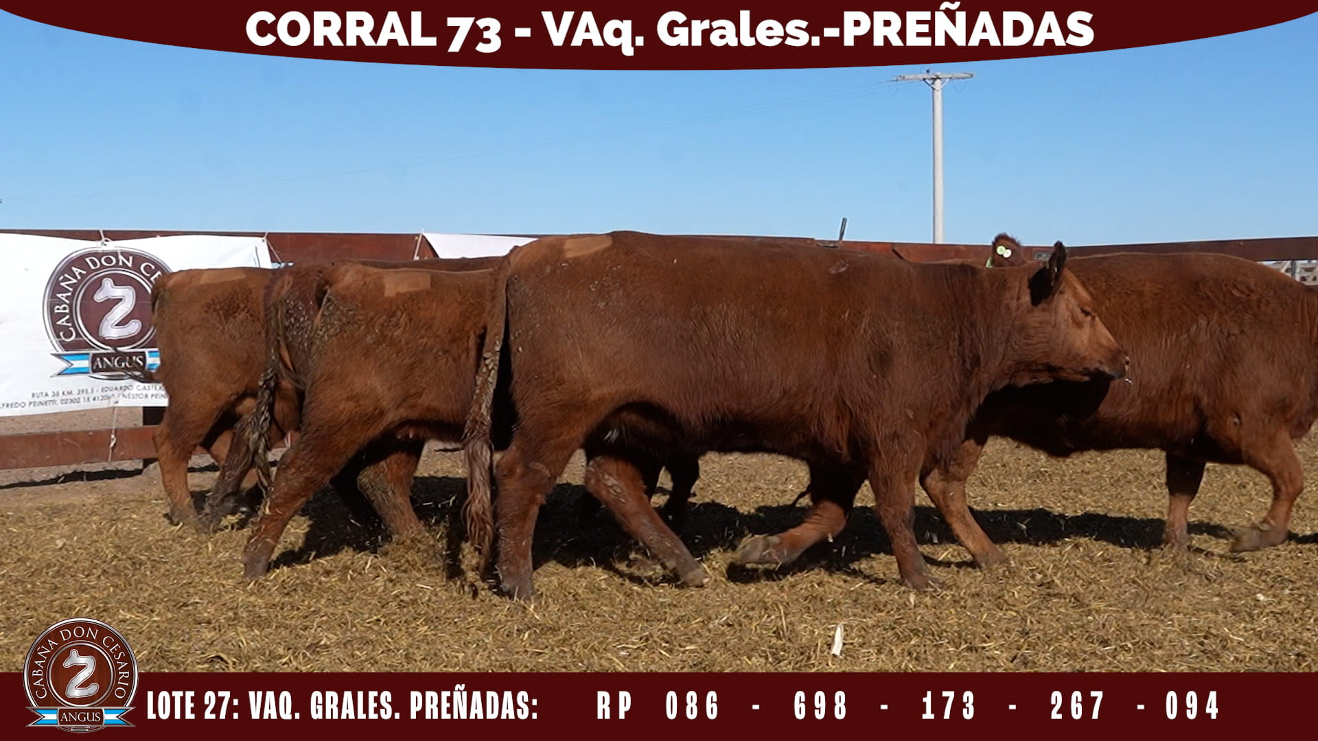 Vientres Generales · Corral 73 · Lote 27