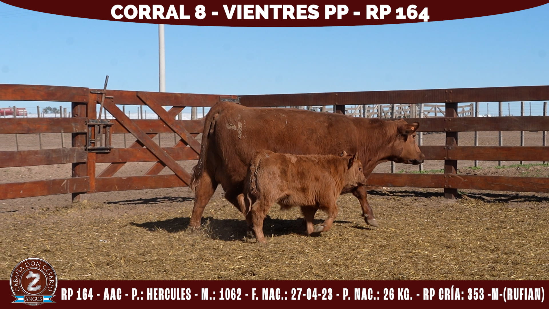 Vientre PP · RP 164 · Hércules · 1062 · Corral 8