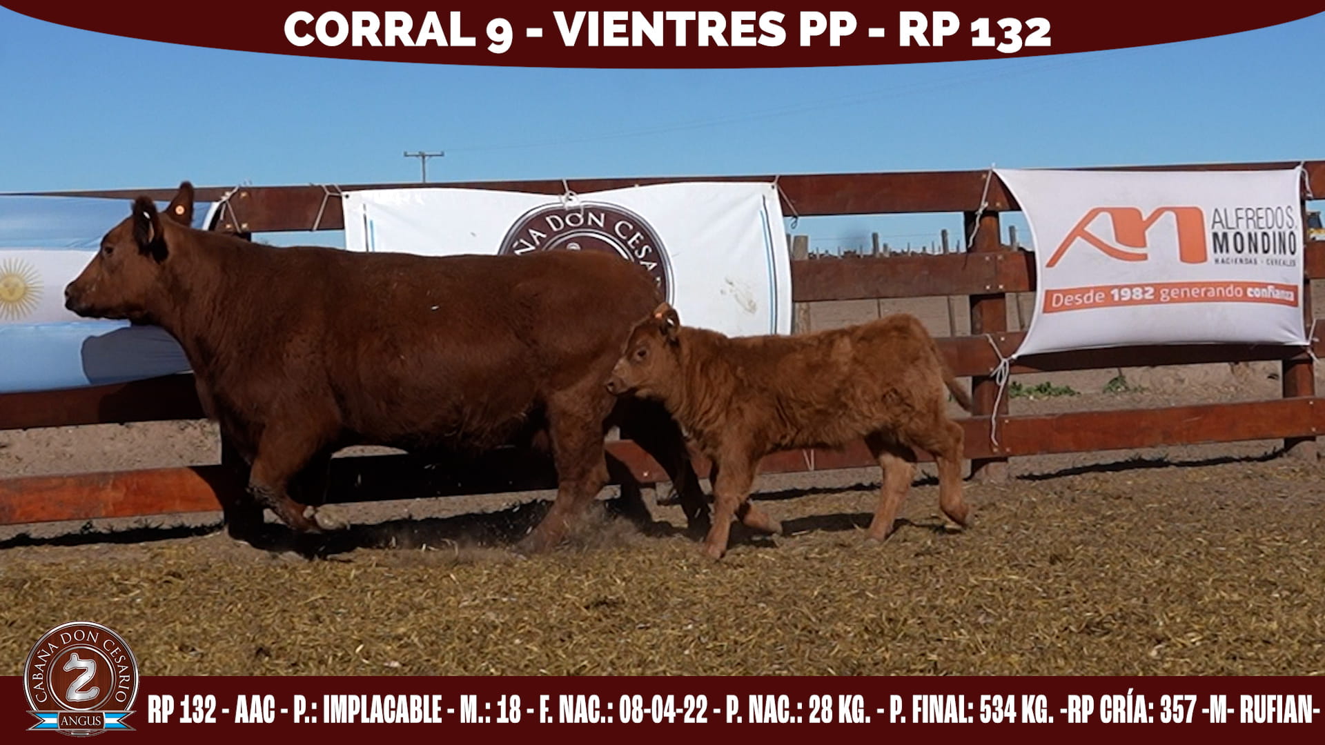 Vientre PP · RP 132 · Implacable · 18 · Corral 9