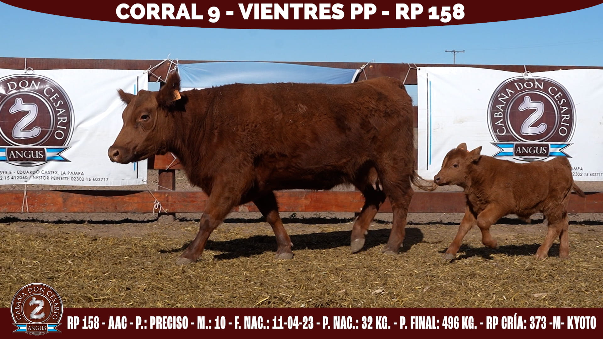 Vientre PP · RP 158 · Preciso · 10 · Corral 9
