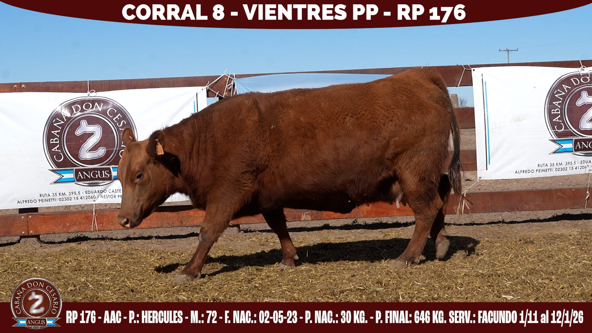 Vientre PP · RP 176 · Hércules · 72 · Corral 8