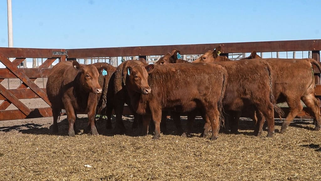 Vaquillonas Madres Angus Seleccionadas de Cabaña Don Cesario en el corral