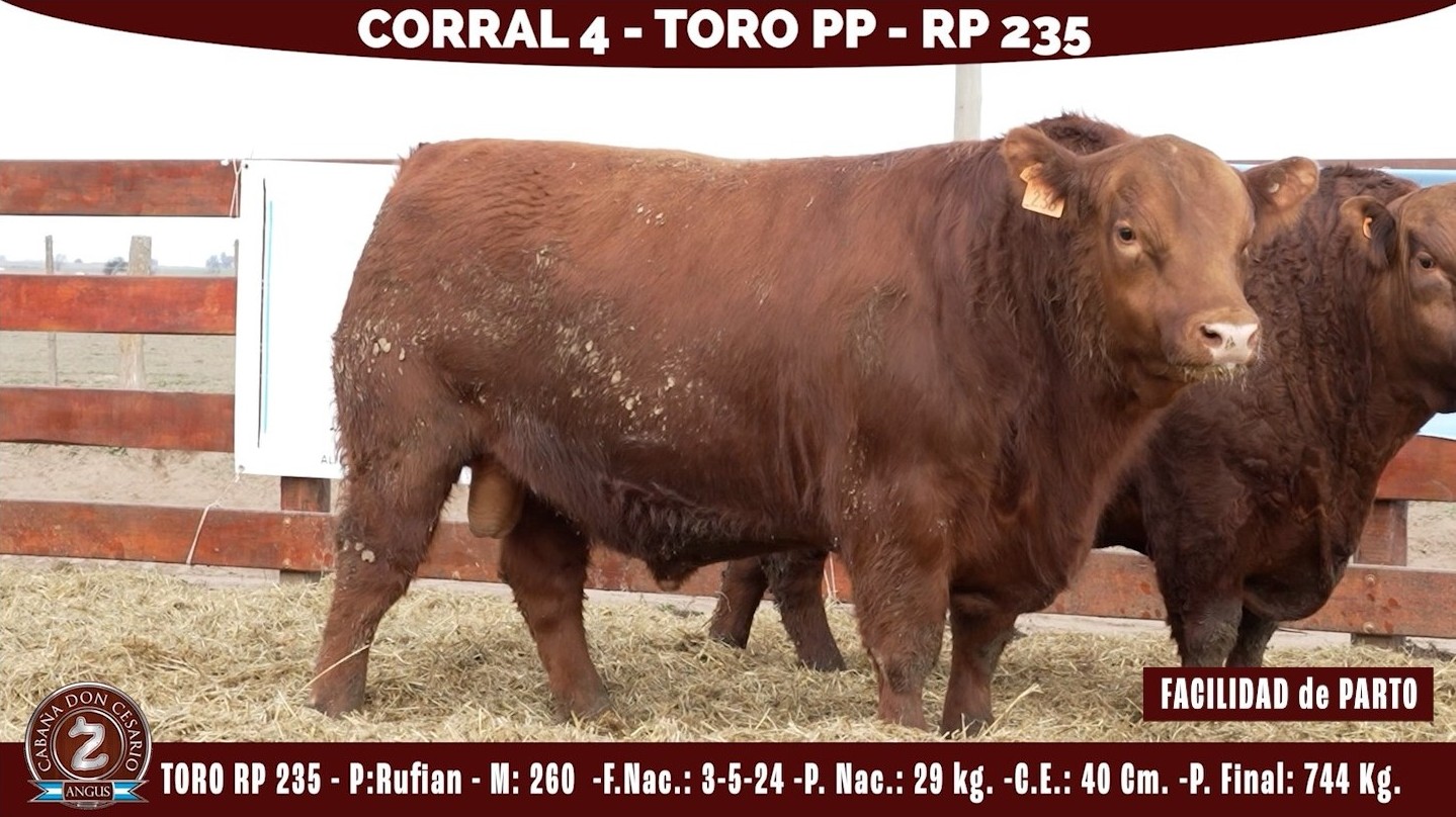 Toro PP · RP 235 · Rufian · 260 · Corral 4