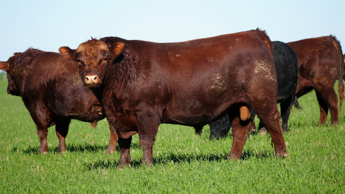 Toro Angus Puro de Pedigree de Cabaña Don Cesario en el corral